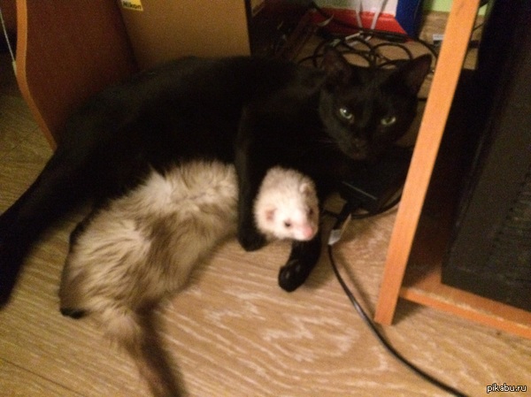 ������� ����� � ��������