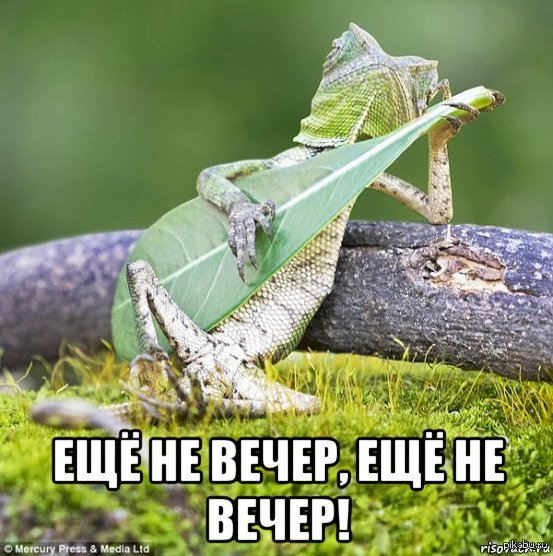   ,    .  : <a href="http://pikabu.ru/story/argonianskiy_bard_3129400">http://pikabu.ru/story/_3129400</a>