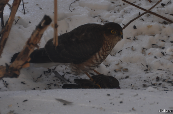 ������� ����� ��������