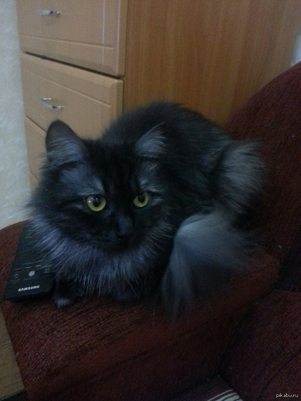    3   .   : <a href="http://pikabu.ru/story/koteechka_z_3127981">http://pikabu.ru/story/_3127981</a>