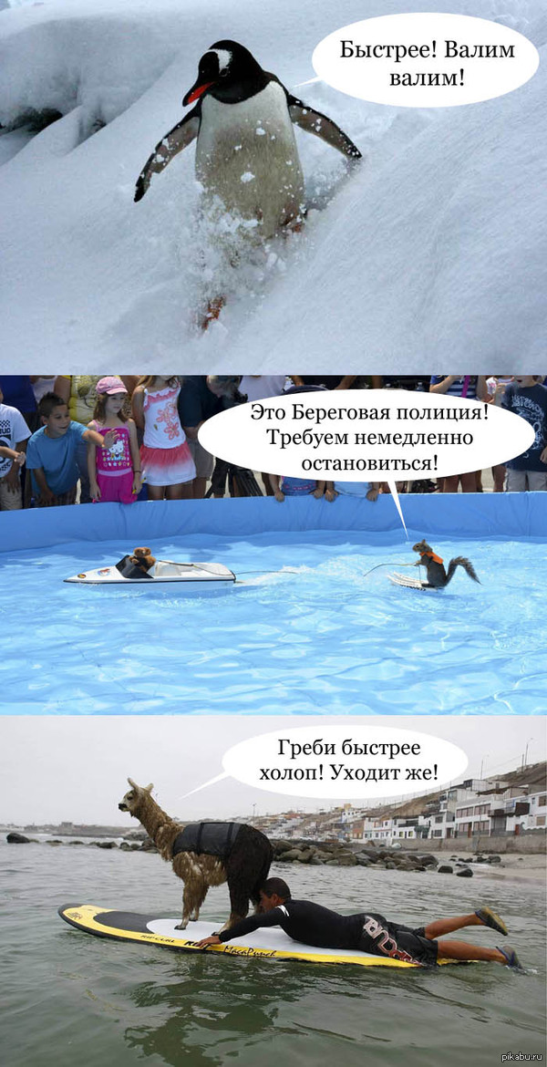         <a href="http://pikabu.ru/story/nichego_neobyichnogo_dyatel_podbrasyivaet_lasku_do_tsentra_3132325">http://pikabu.ru/story/_3132325</a>
