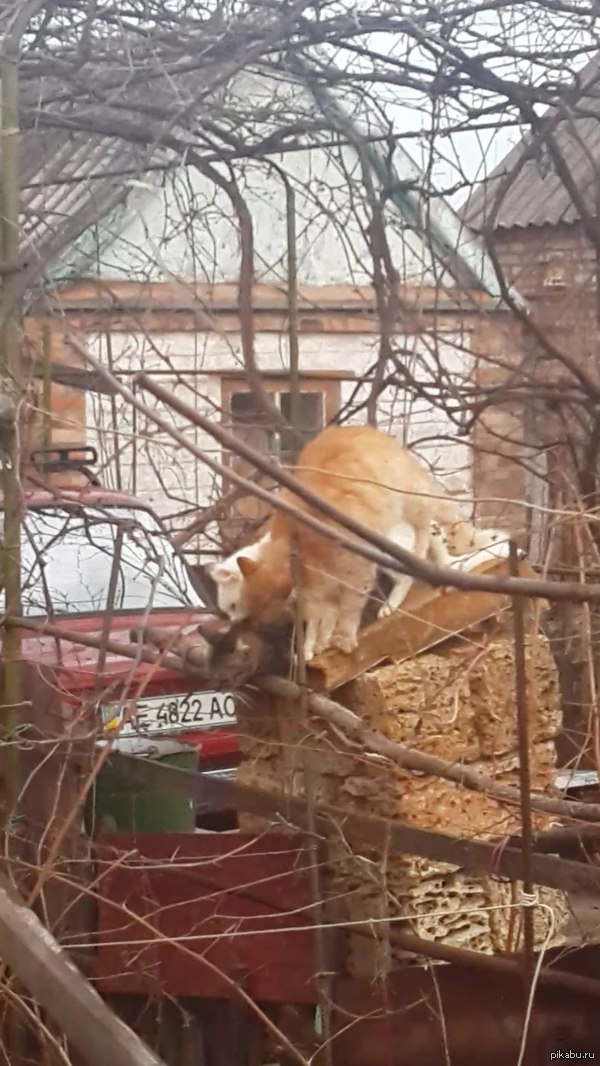 ������ �����, ������ ������.