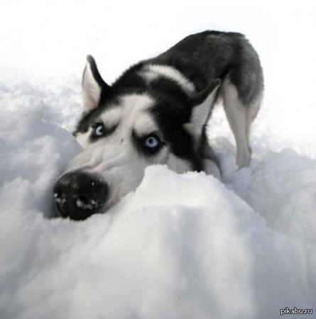 Помогай весне - ешь снег