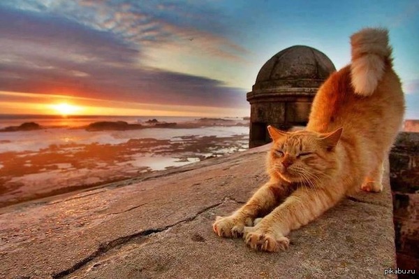 Доброе утро с котэ.