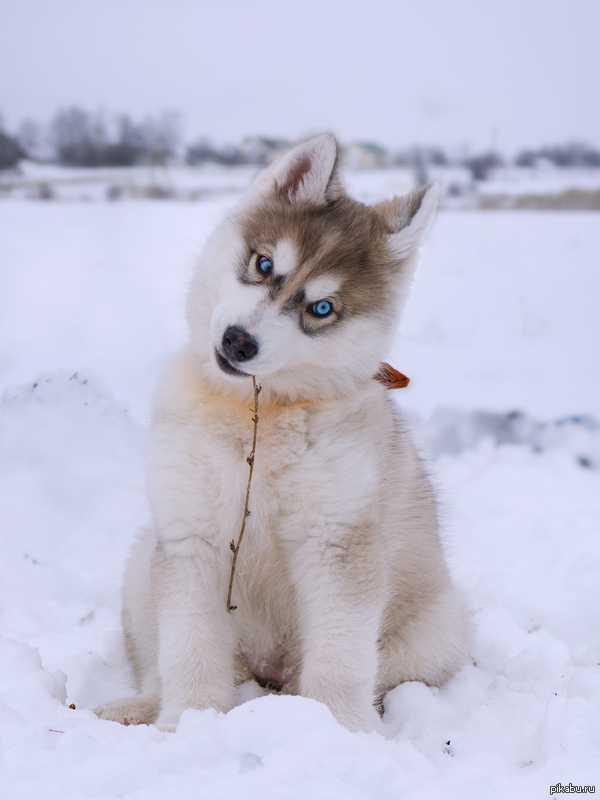 �� ��������. ������� �������� ������.