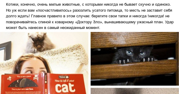 Конечно котиков. Кот конечно. Месть не заставит себя долго ждать. Картинки месть не заставит себя долго ждать. Ваш кот хочет вас убить фото.