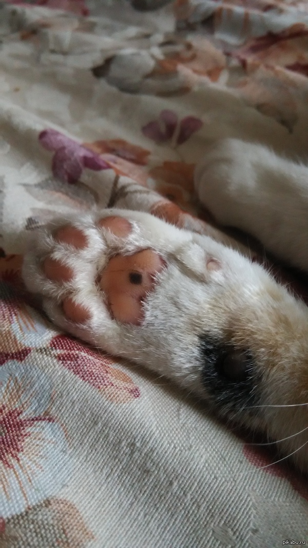 � ���� ����� ������� �� �������� �����