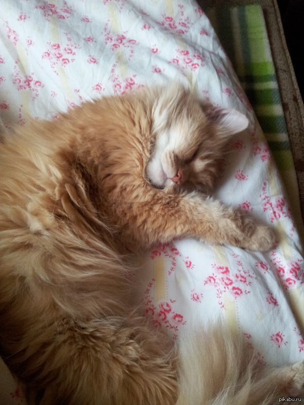 ����, �����