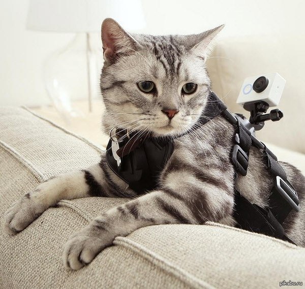 quadropod cat - cat, GoPRO, Accessories, Action camera, Quadcopter, Xiaomi Yi