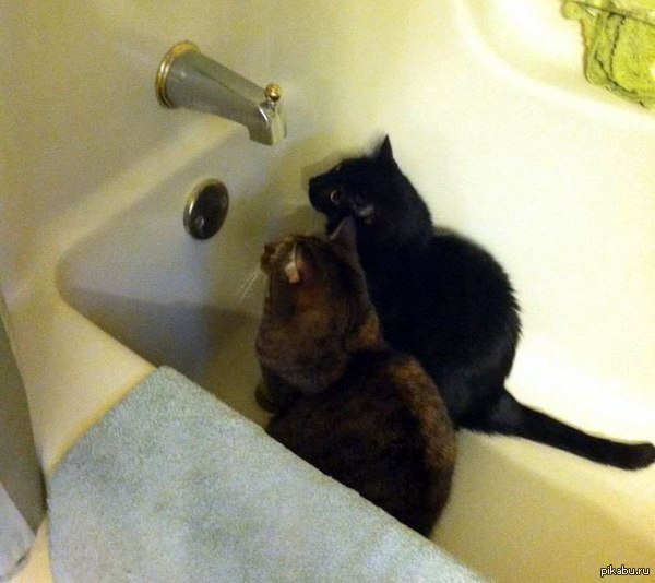 Сейчас выльется птичка!