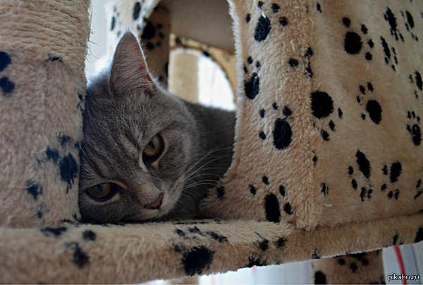 ��� �������