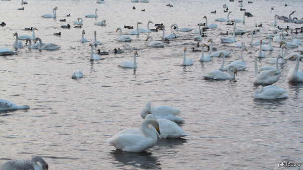 Лебединное озеро