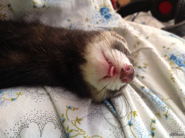 A little cuteness from Nyusha - My, Ferret, Milota