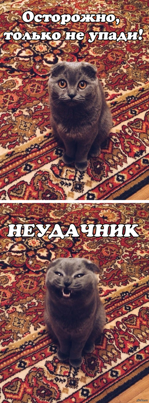 Глумливый кот