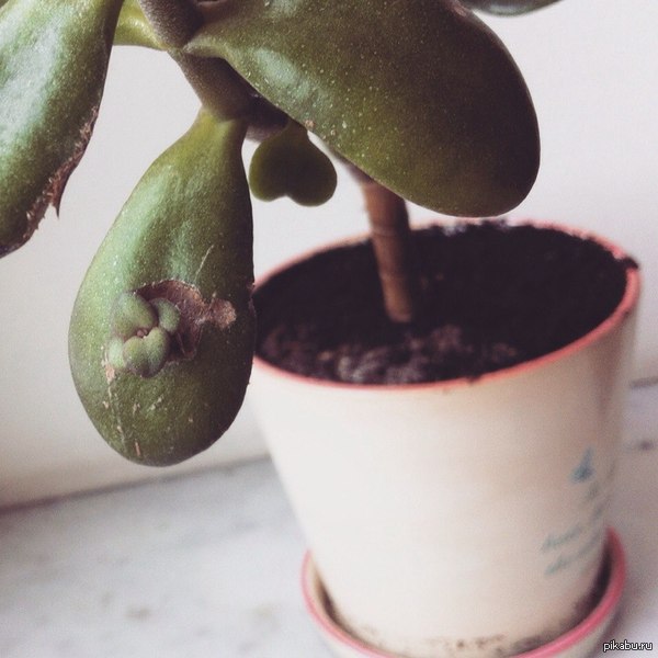 Официально прокачан