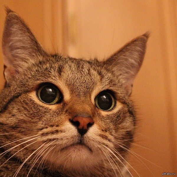 ��� ����