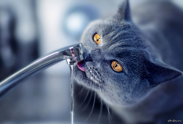 ��� ��� �����.