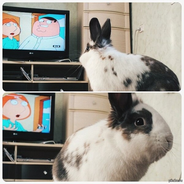 Наш декоративный кролик