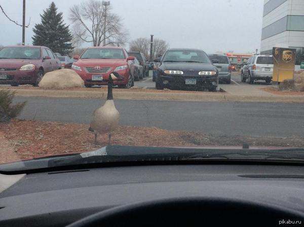 Анатидаефобия