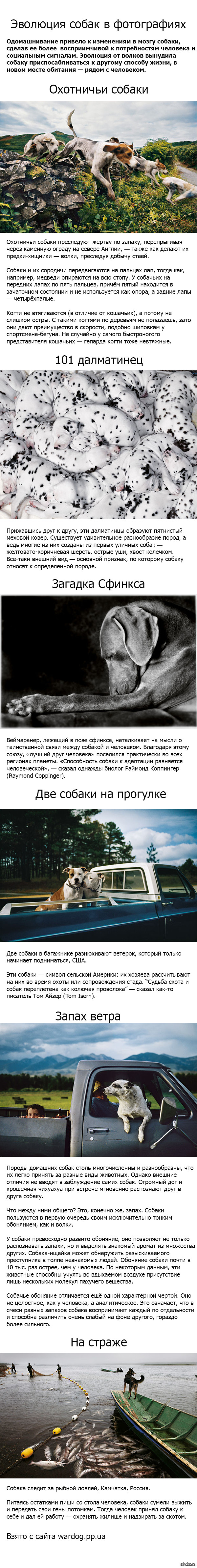 Эволюция собак в фотографиях.