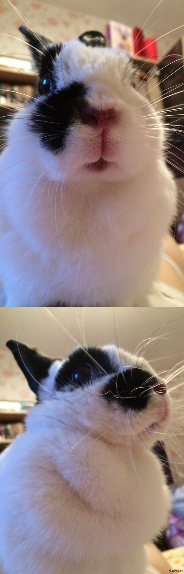 Кролик завис