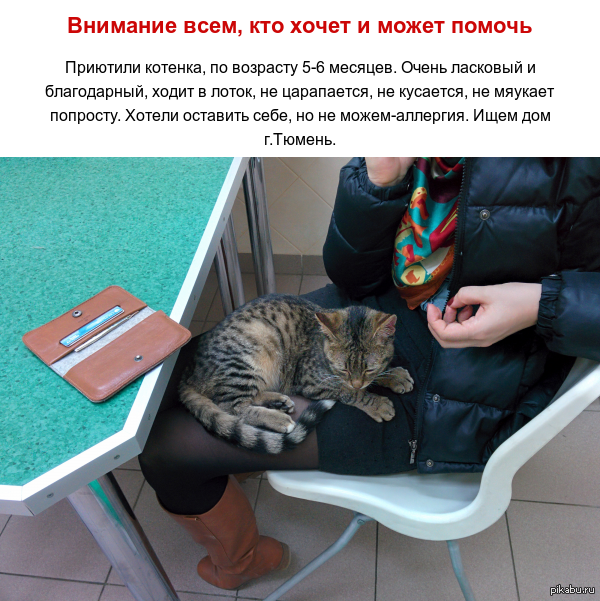 Помоги котенку. Помогите найти котенка. Котенок помогает. Помогите котятам.