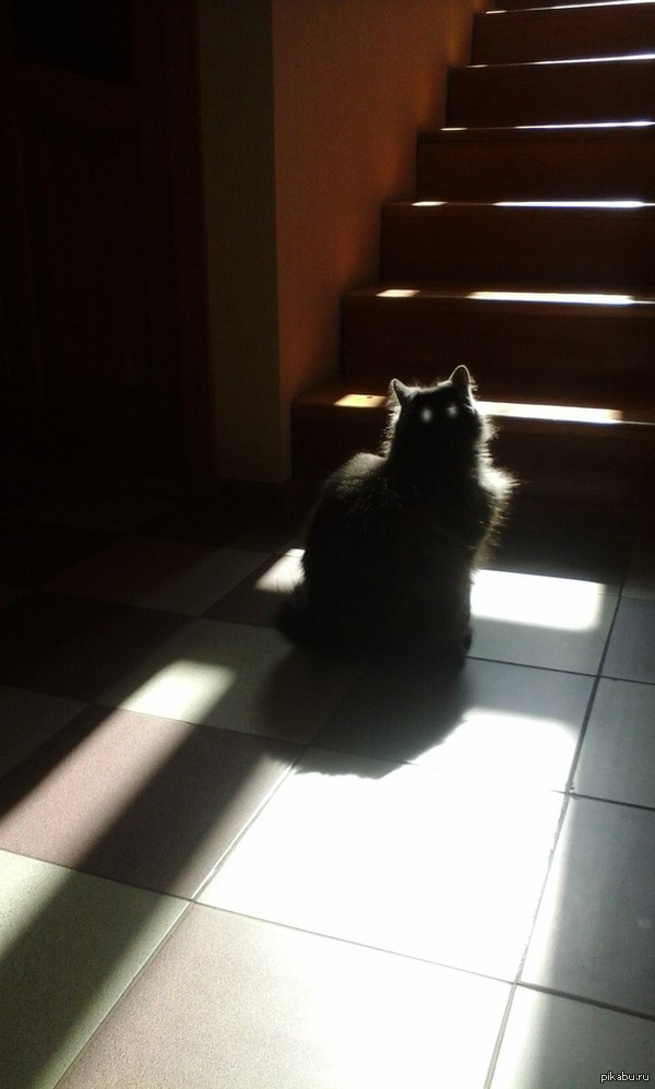 Куда смотрит кот?