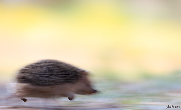 Remove chassis! - Hedgehog, The photo, , super speed