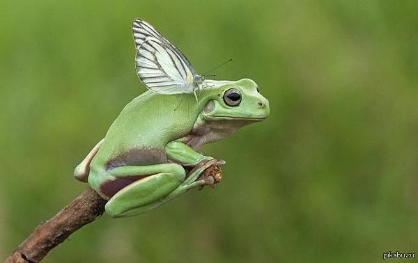 ������ ������ � ��������!