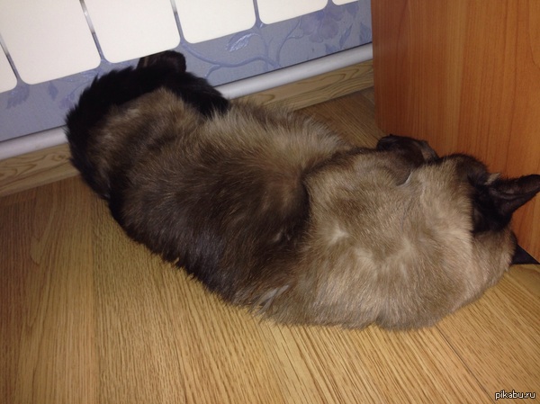 Спит и урчит от удовольствия, зараза пушистая:)