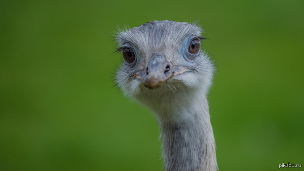 ���� ��?)