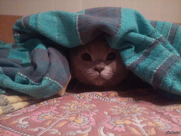 ��������� ����