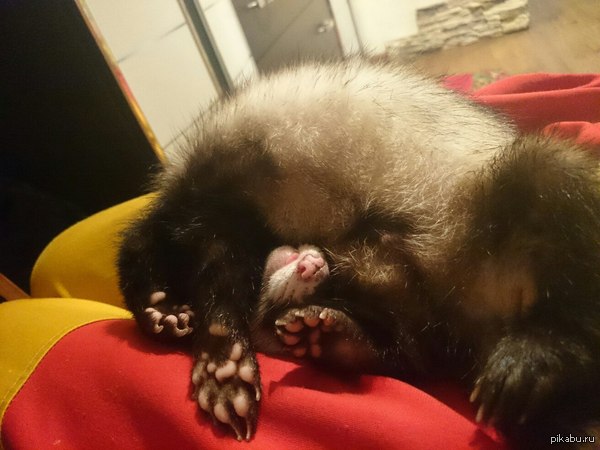 Кажется, мой хорёк просто не умеет спать нормально..