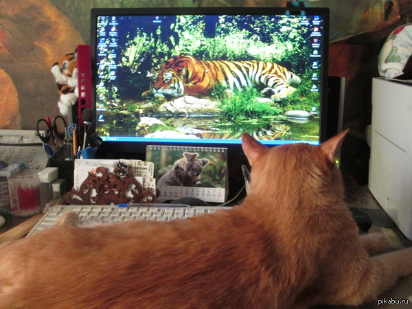 cat and tiger - My, cat, Tiger, Lucky shot, My, Dream, Lucky moment