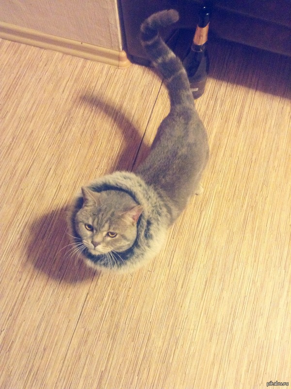 ��� "���������" ����� ���)