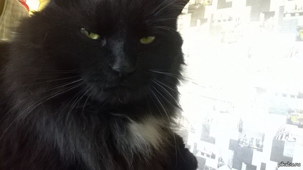 Кот моей девушки презрительно смотрит на меня. Каждый раз.