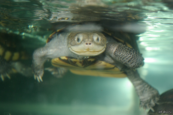      =) <a href="http://pikabu.ru/story/_3210378">http://pikabu.ru/story/_3210378</a> .. ,     )     )