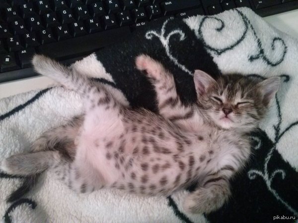 Пещерный котёнок