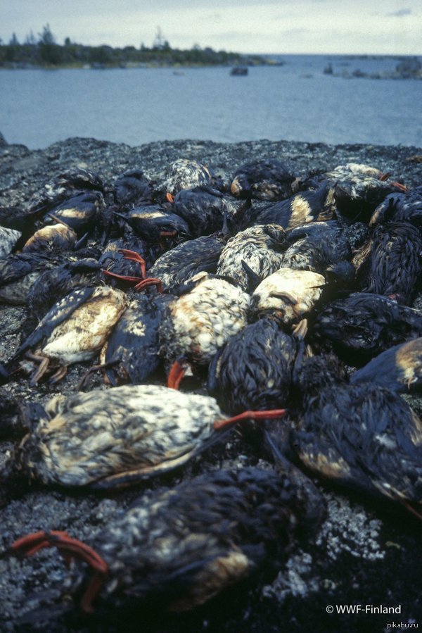 НЕ ОЧЕНЬ УМНЫЕ АКТИВИСТЫ WWF (ВСЕМИРНЫЙ ФОНД ДИКОЙ ПРИРОДЫ)