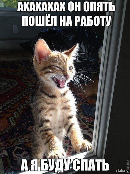 Злорадствующий кот.