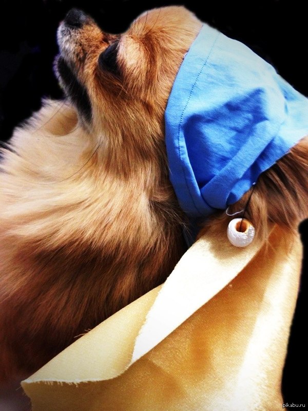 Fit cosplay - My, Dog, Cosplay, Pets, Girl with a pearl earring