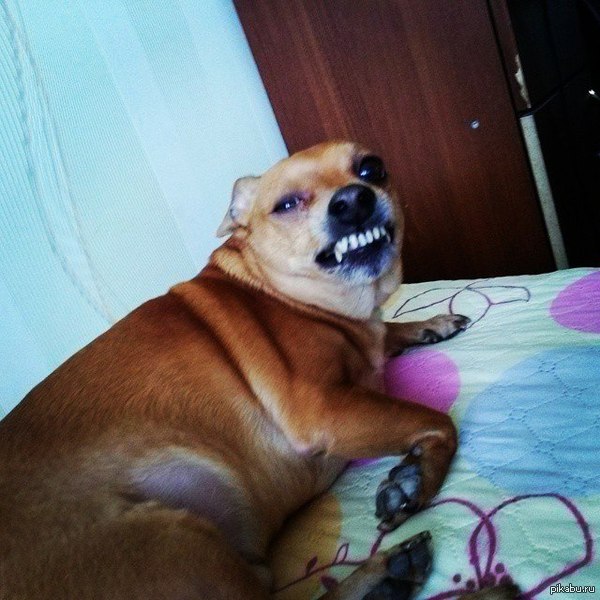 Когда тебя пытаются разбудить в выходной