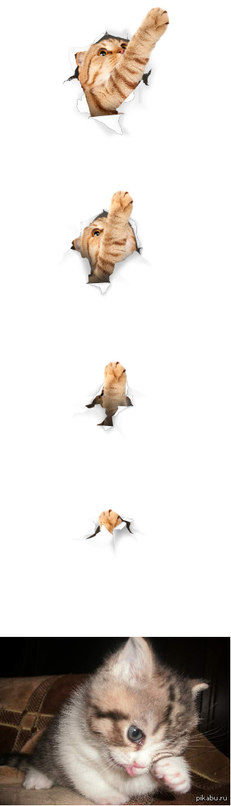 hasta la vista, kissa