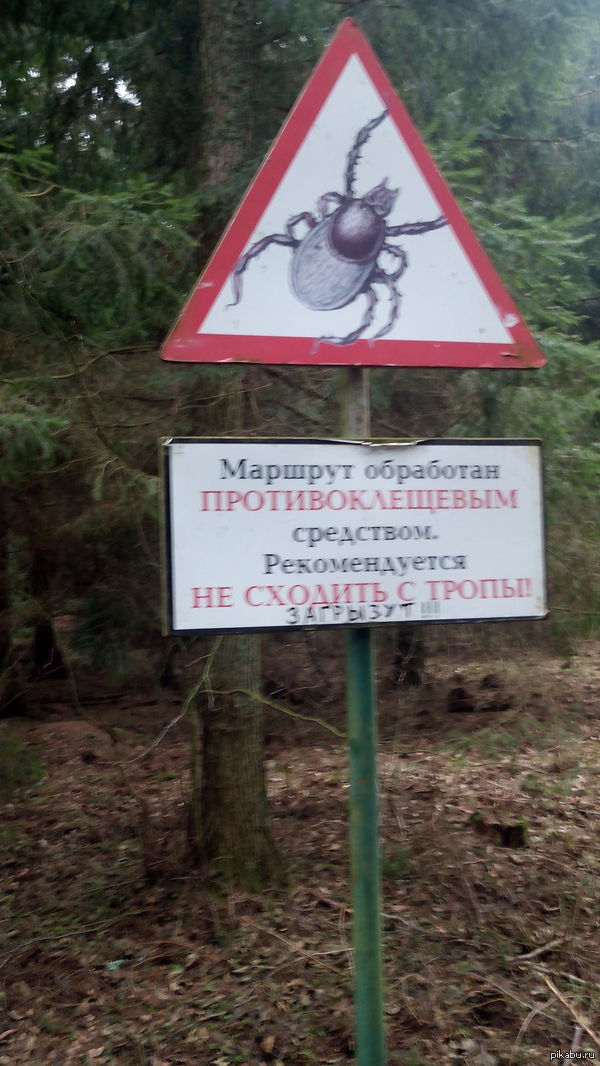 Kaliningrad, of course, is not Chelyabinsk, but ticks are dangerous. - Kaliningrad region, Scythe, Mite