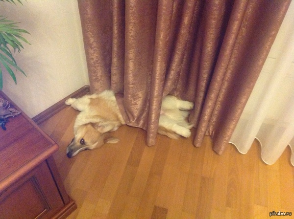 Мой пес сломался