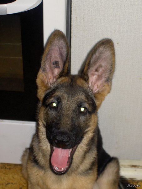 � �� ��� ������ �� ������ . ��� ��� ��� ����-���� )