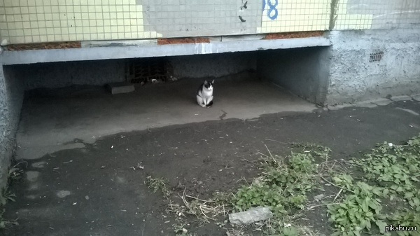 Не бросайте животных! 😢