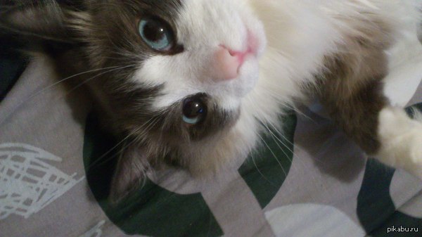 А это наш котик-наркотик делает селфи :3