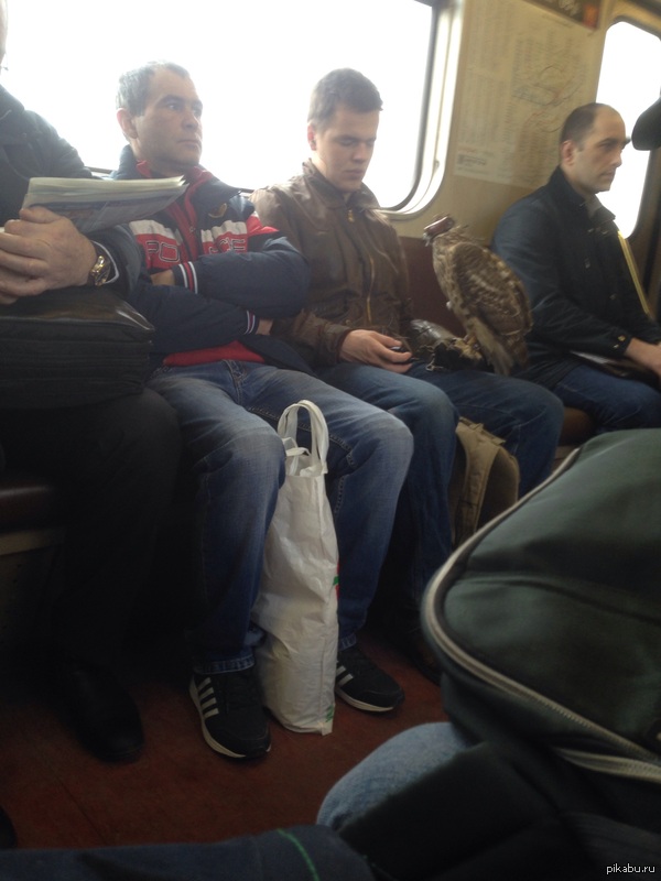 Интересно, парень вкурсе, что у него на руке ястреб?