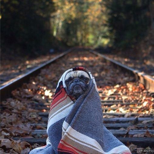 Ты - маленькая собачка в одеялке